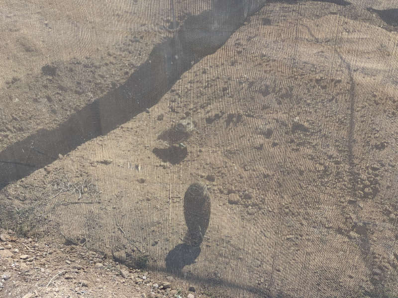 Two burrowing owls visible behind protective netting. The owls are standing on the ground looking up at the camera. 