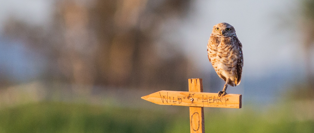 A burrowing owl standing on one foot on top of a wooden perch. The perch says "Wild at Heart" and is marked with the number 0. 