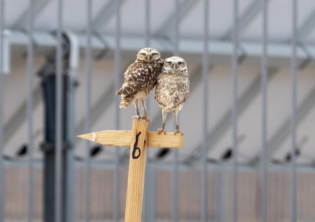 Two burrowing owls standing with their backs toward the camera and their heads turned 180 degrees around to look at the photographer. They are both standing on a wooden perch marked with the number 6. 