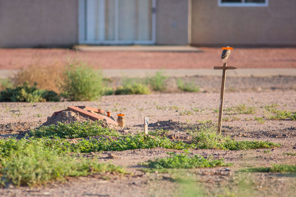 Two burrowing owls investigate surroundings. One is standing close to its nest while the other looks on, watchfully from a nearby perch at the ASU Polytechnic campus burrowing owl habitat in Mesa, Arizona. Photo by Deanna Dent (ASU). 