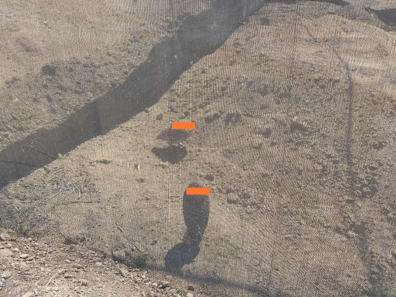 Two burrowing owls visible behind protective netting. The owls are standing on the ground looking up at the camera. 