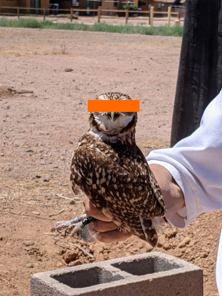 A burrowing owl being held upright by a human. The owl is looking straight at the camera, eyes wide open and mouth open slightly. It looks a bit surprised. The owl has been tagged and its metal bands can be seen on its legs. 
