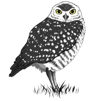 An illustration of a burrowing owl looking stoic with its head turned to face the reader.