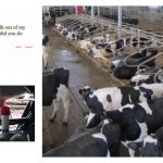 Images of cows standing in a barn while connected to an automated milking device.